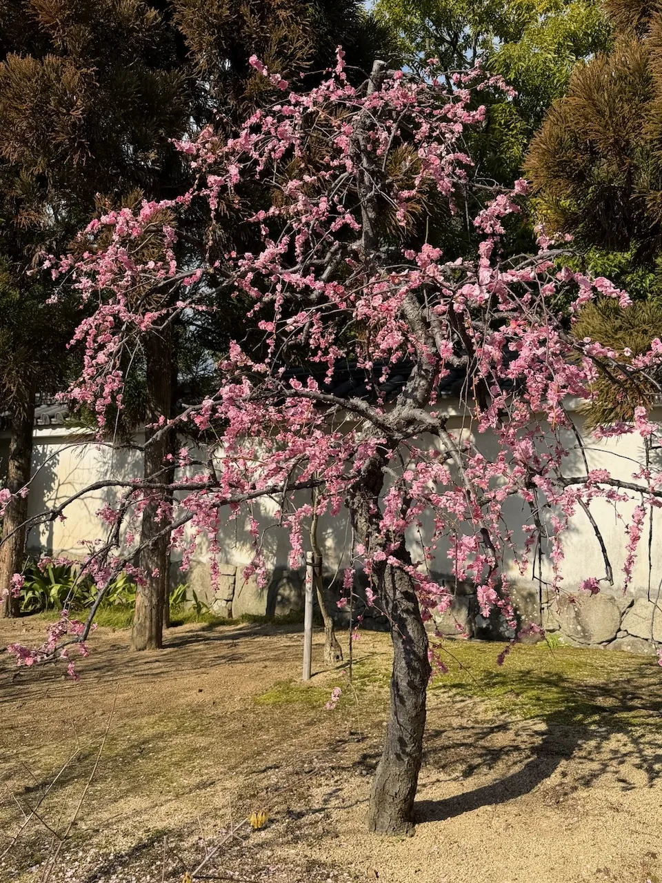 Weeping plum tree in pink bloom in Koko-en garden, Himeji