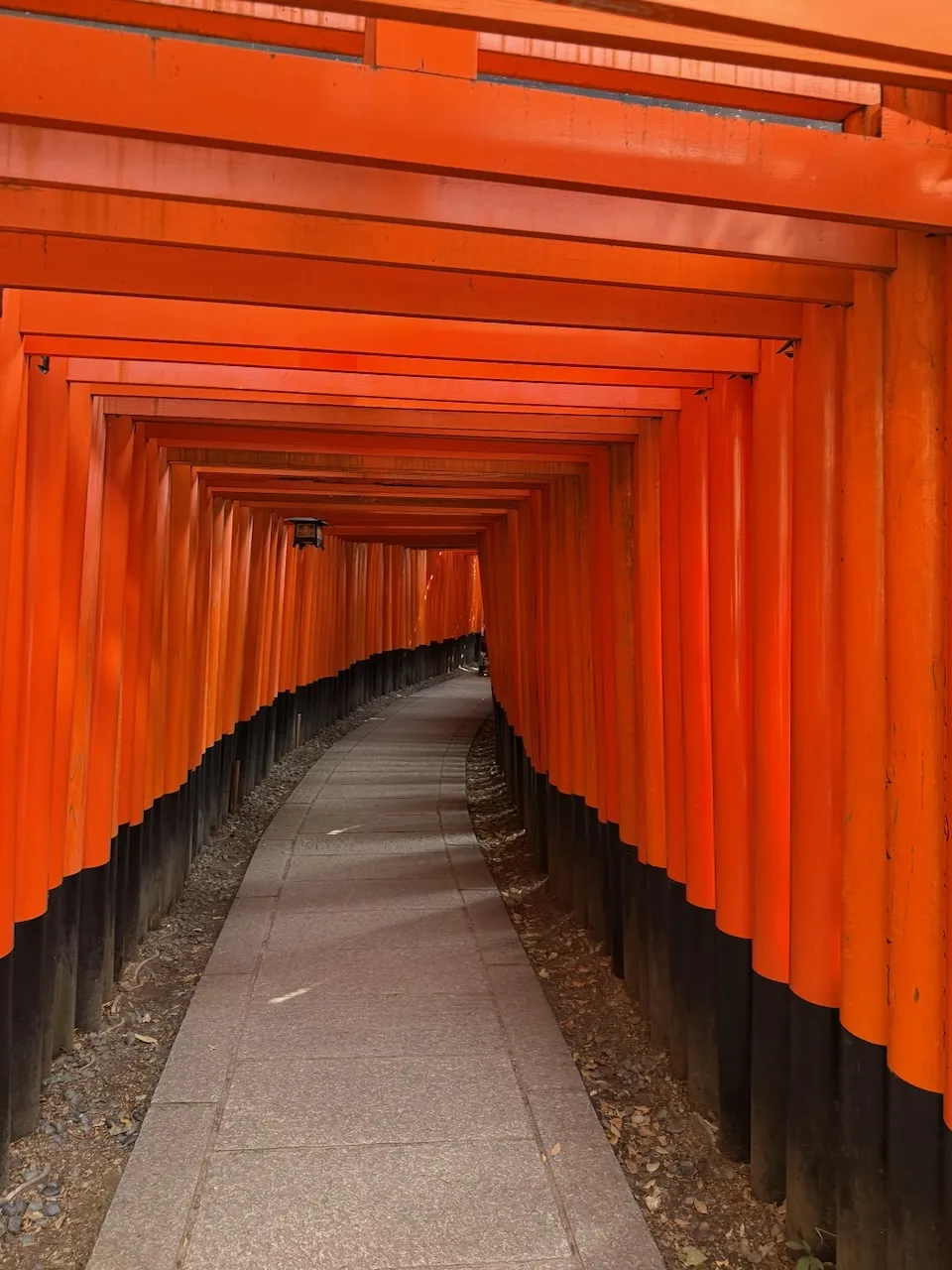 Senbon torii tunnel at Fushimi Inari, Kyoto, March 2026