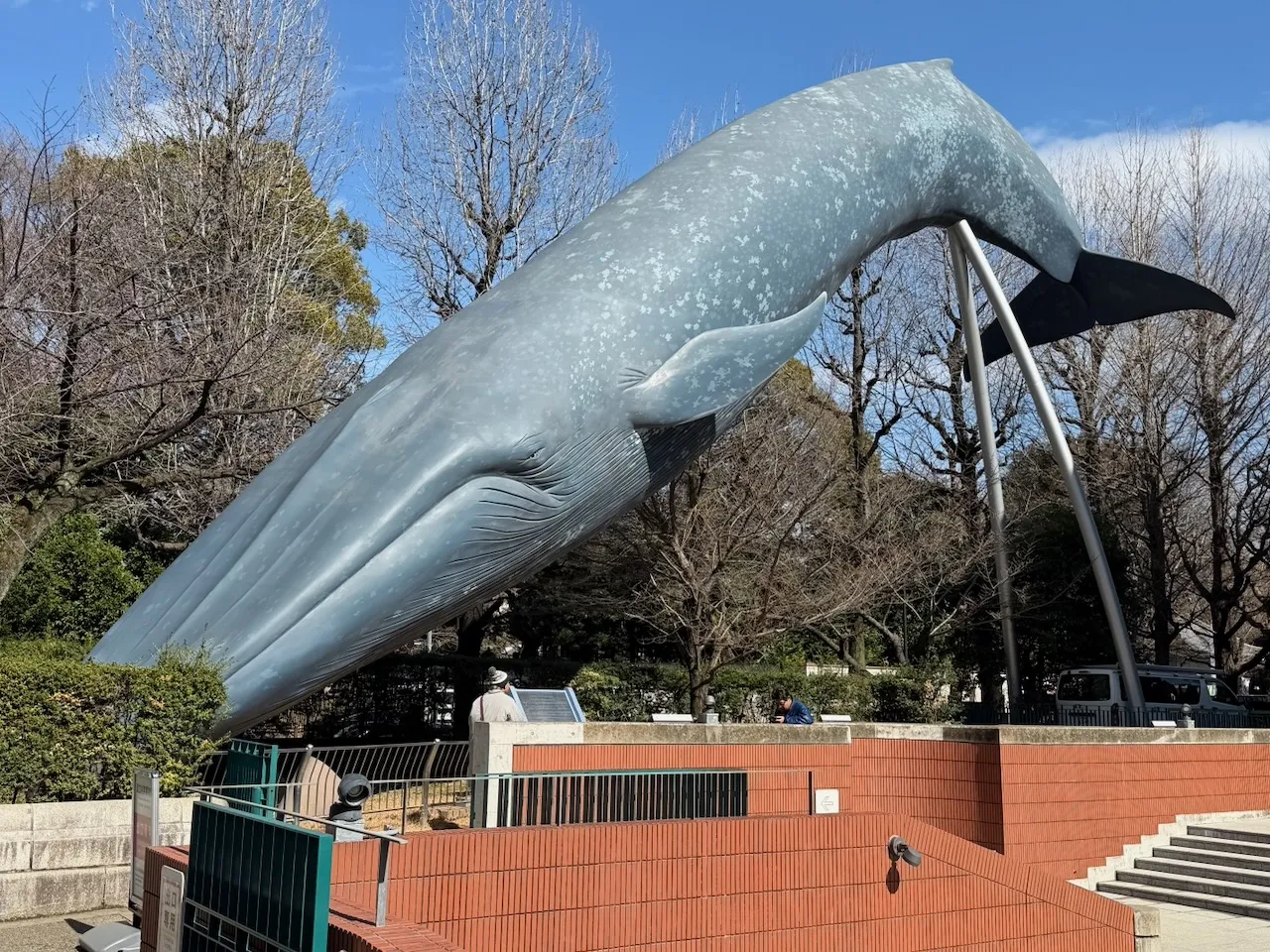 Life-size blue whale model outside the National Museum of Nature and Science, Ueno