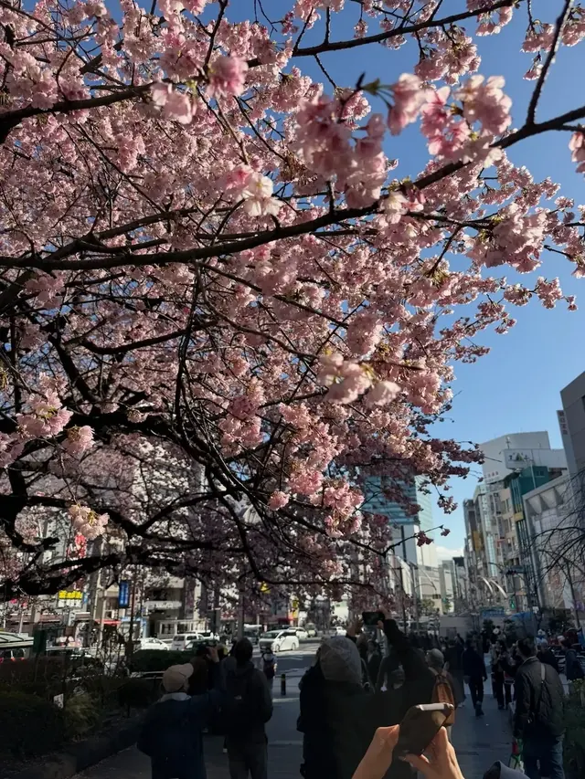 Early cherry blossoms, Ueno Tokyo, our photo