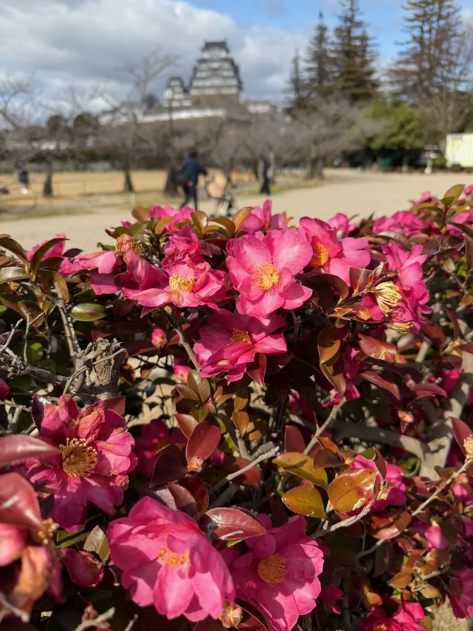 Himeji Castle seen behind red camellia flowers, February 2026